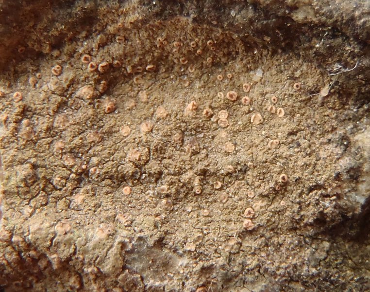 Bacidina chloroticula