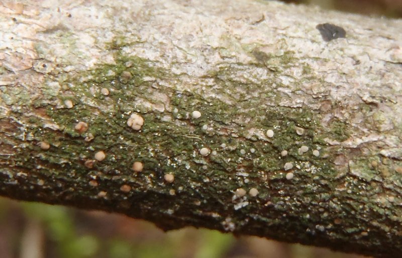 Bacidina contecta