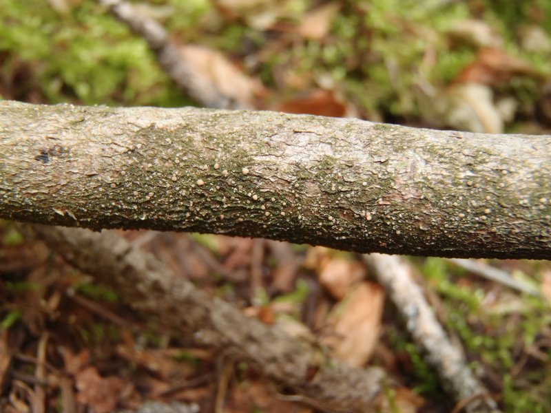 Bacidina contecta
