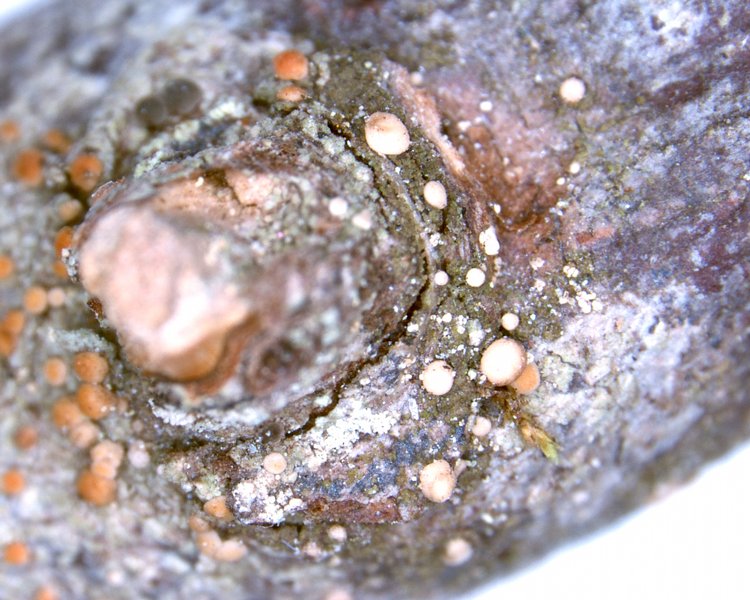 Bacidina contecta