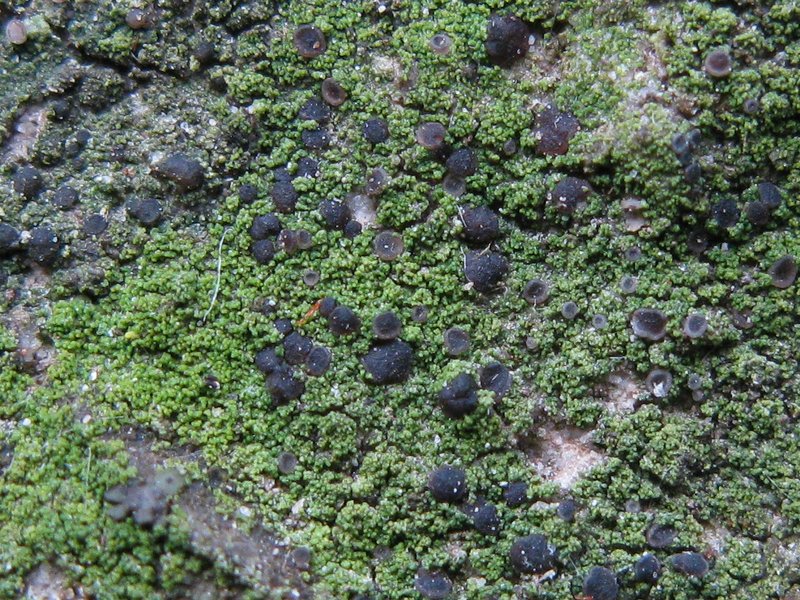 Bacidina egenula