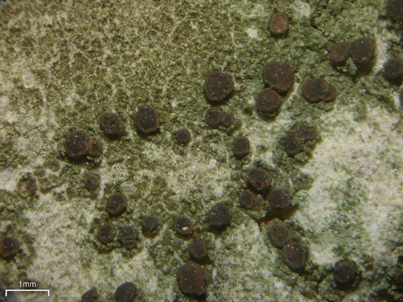 Bacidina inundata