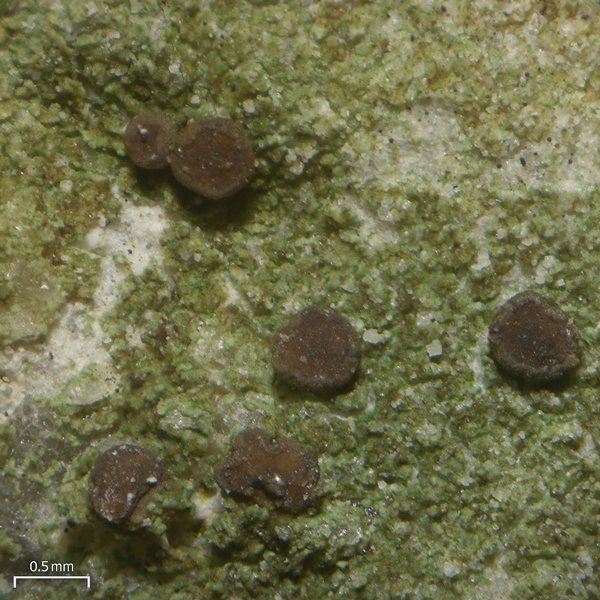 Bacidina inundata