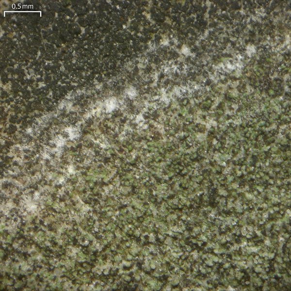 Bacidina inundata