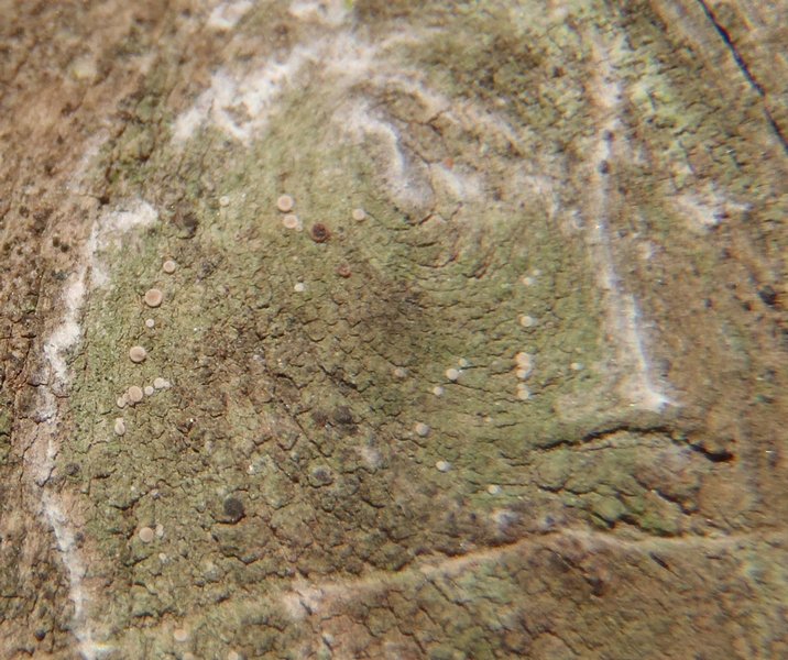 Bacidina inundata