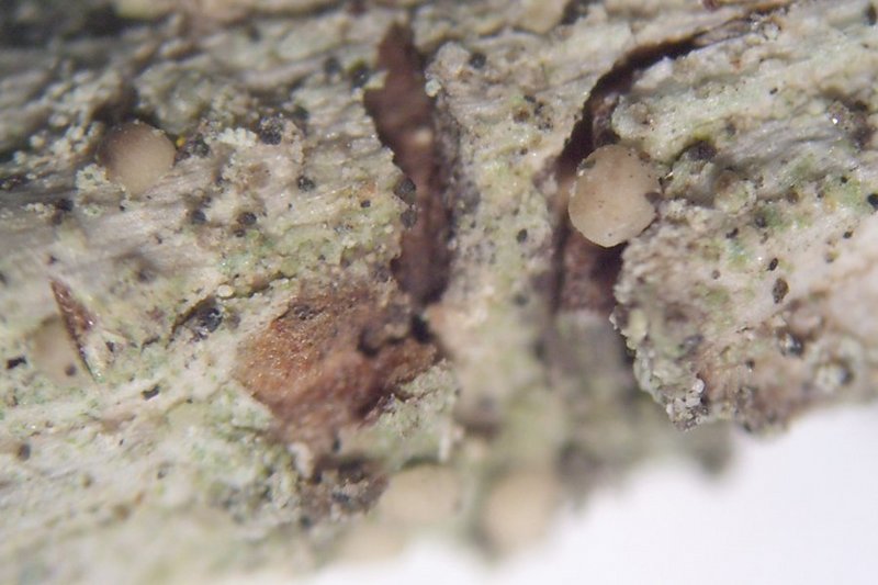Bacidina ramea