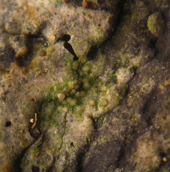 Bacidina ramea