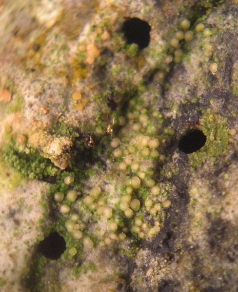 Bacidina ramea