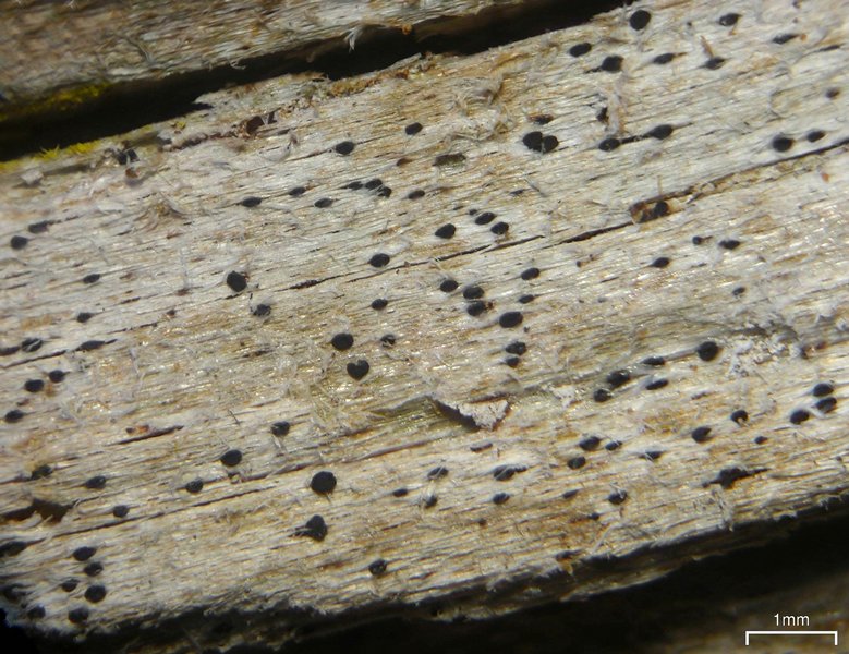 Bactrospora brevispora