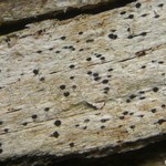 Bactrospora brevispora
