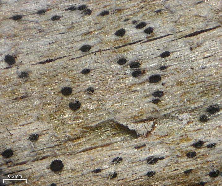 Bactrospora brevispora