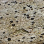 Bactrospora brevispora