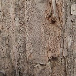 Bactrospora cascadensis