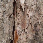 Bactrospora cascadensis