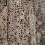 Bactrospora cascadensis