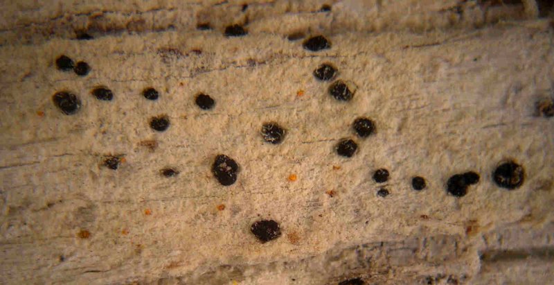 Bactrospora cascadensis