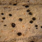 Bactrospora cascadensis