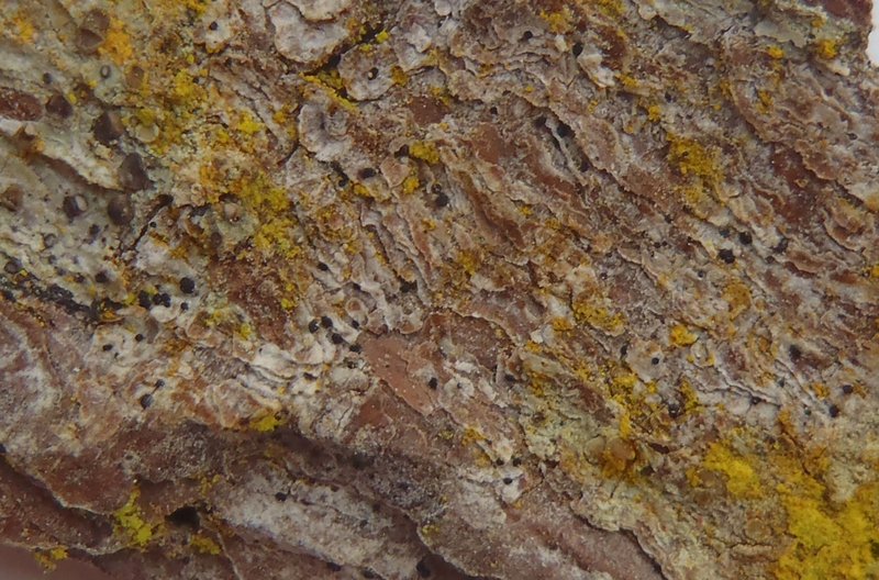 Bactrospora spiralis