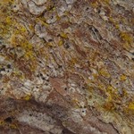 Bactrospora spiralis