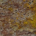 Bactrospora spiralis