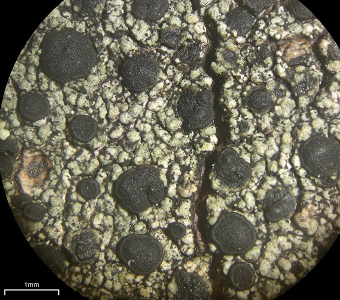 Buellia curtisii