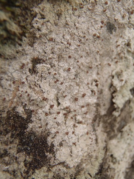 Baeomyces carneus