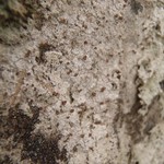 Baeomyces carneus