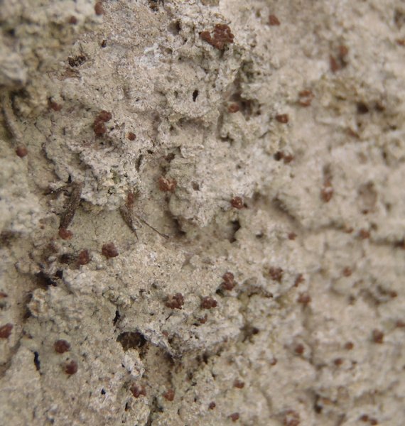 Baeomyces carneus