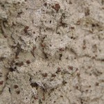 Baeomyces carneus