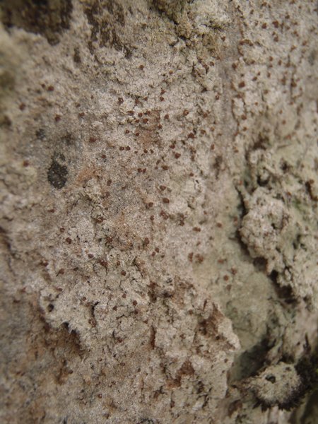 Baeomyces carneus