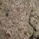 Baeomyces carneus