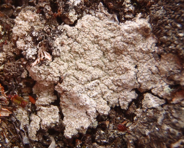 Baeomyces carneus