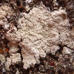 Baeomyces carneus