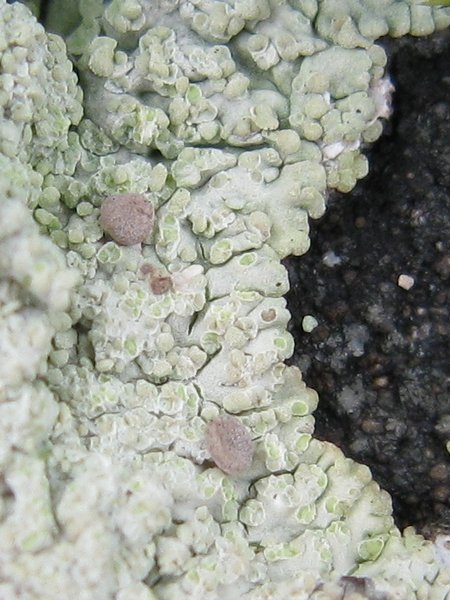 Baeomyces carneus