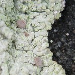 Baeomyces carneus