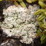 Baeomyces placophyllus