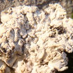Baeomyces placophyllus