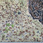 Baeomyces rufus