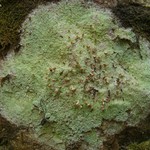 Baeomyces rufus