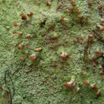 Baeomyces rufus