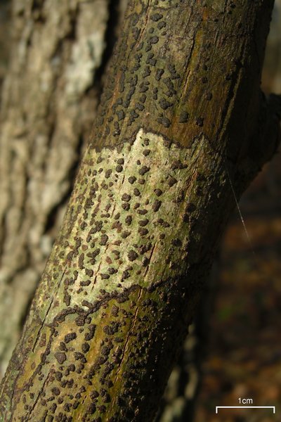 Bathelium carolinianum