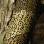 Bathelium carolinianum