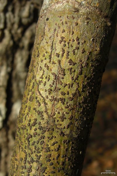 Bathelium carolinianum