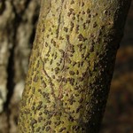 Bathelium carolinianum
