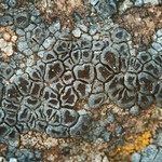 Bellemerea alpina