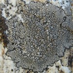 Bellemerea alpina