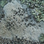 Bellemerea alpina