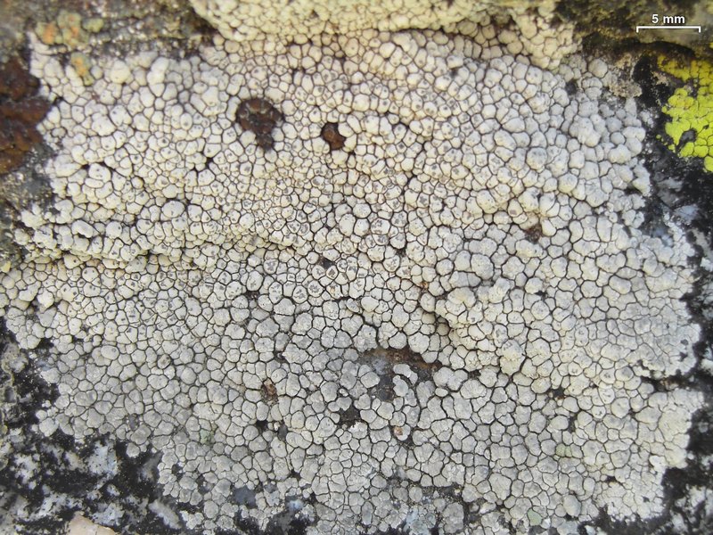 Bellemerea cinereorufescens