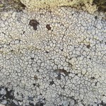 Bellemerea cinereorufescens