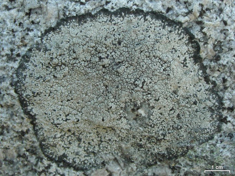Bellemerea cinereorufescens